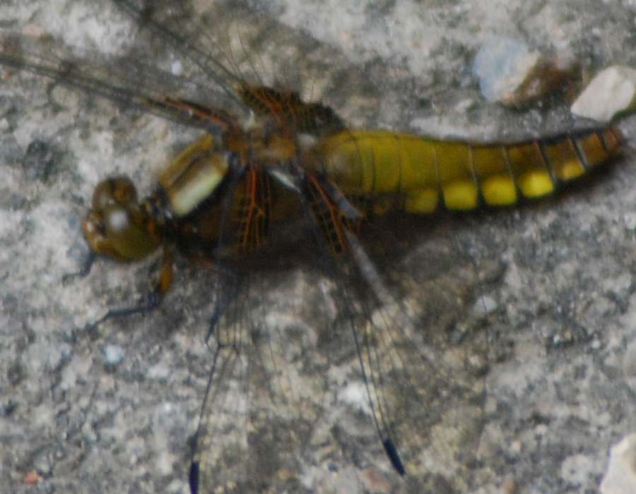 Distoleon tetragrammicus e Libellula depressa